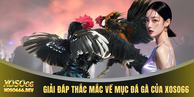 Đá gà XOSO66 3 Giải đáp thắc mắc về mục đá gà của XOSO66