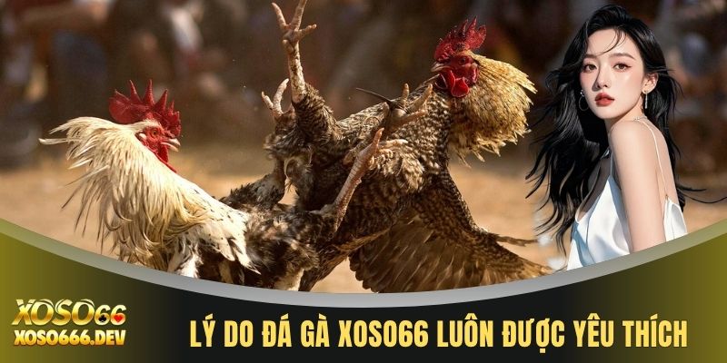 Đá gà XOSO66 1 Lý do đá gà XOSO66 luôn được yêu thích